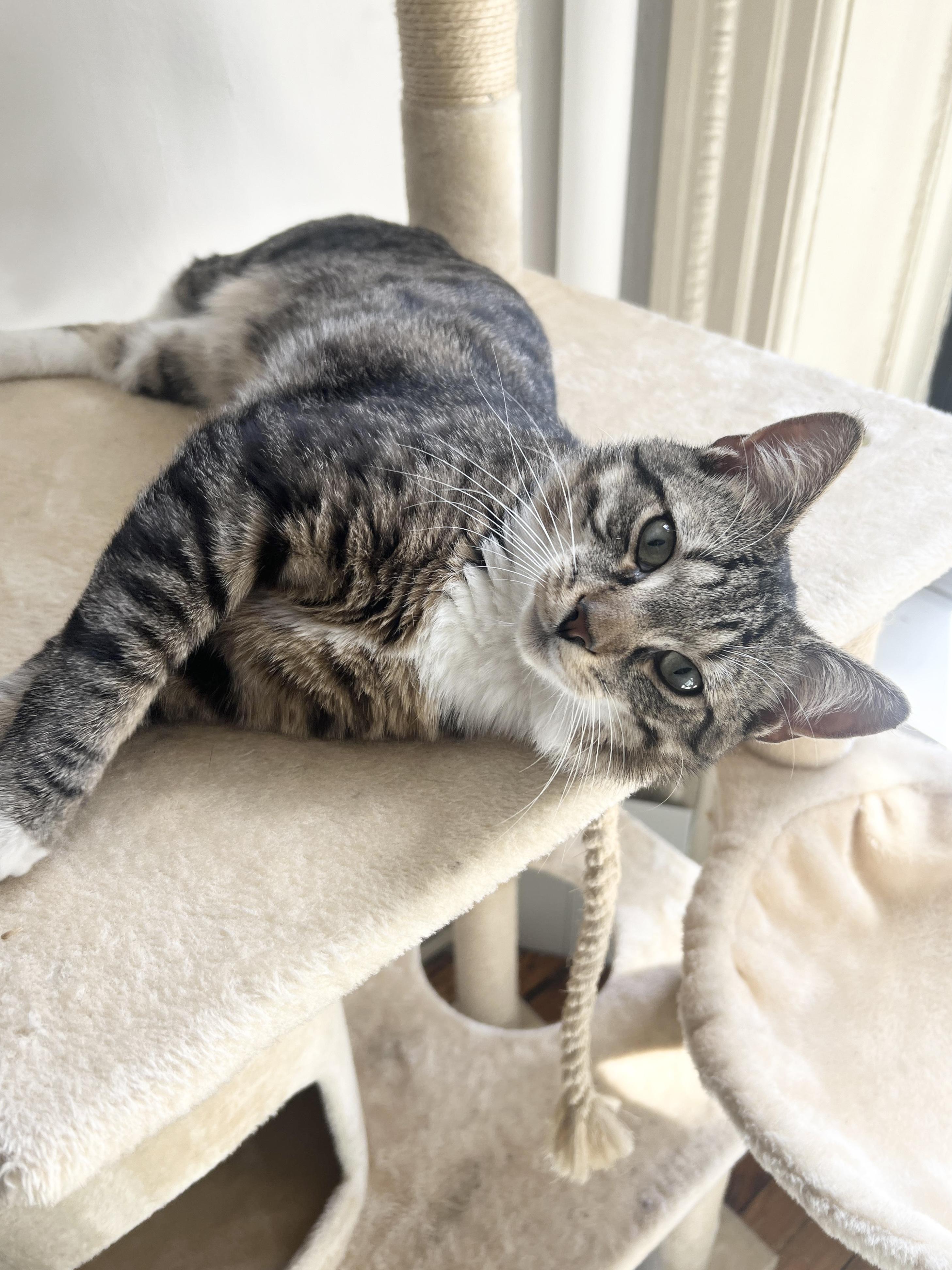 Tucker, a Adoptable Tabby in New York, NY image 2/6