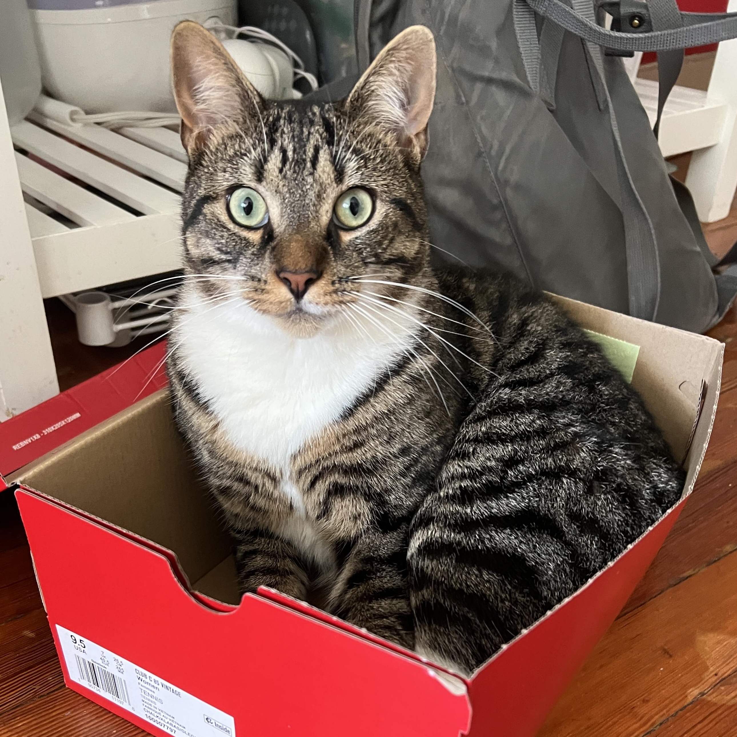 Tucker, a Adoptable Tabby in New York, NY image 1/6