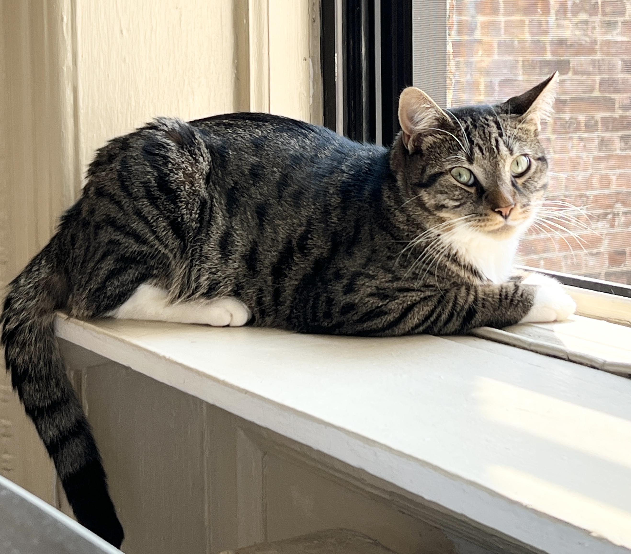 Tucker, a Adoptable Tabby in New York, NY image 6/6