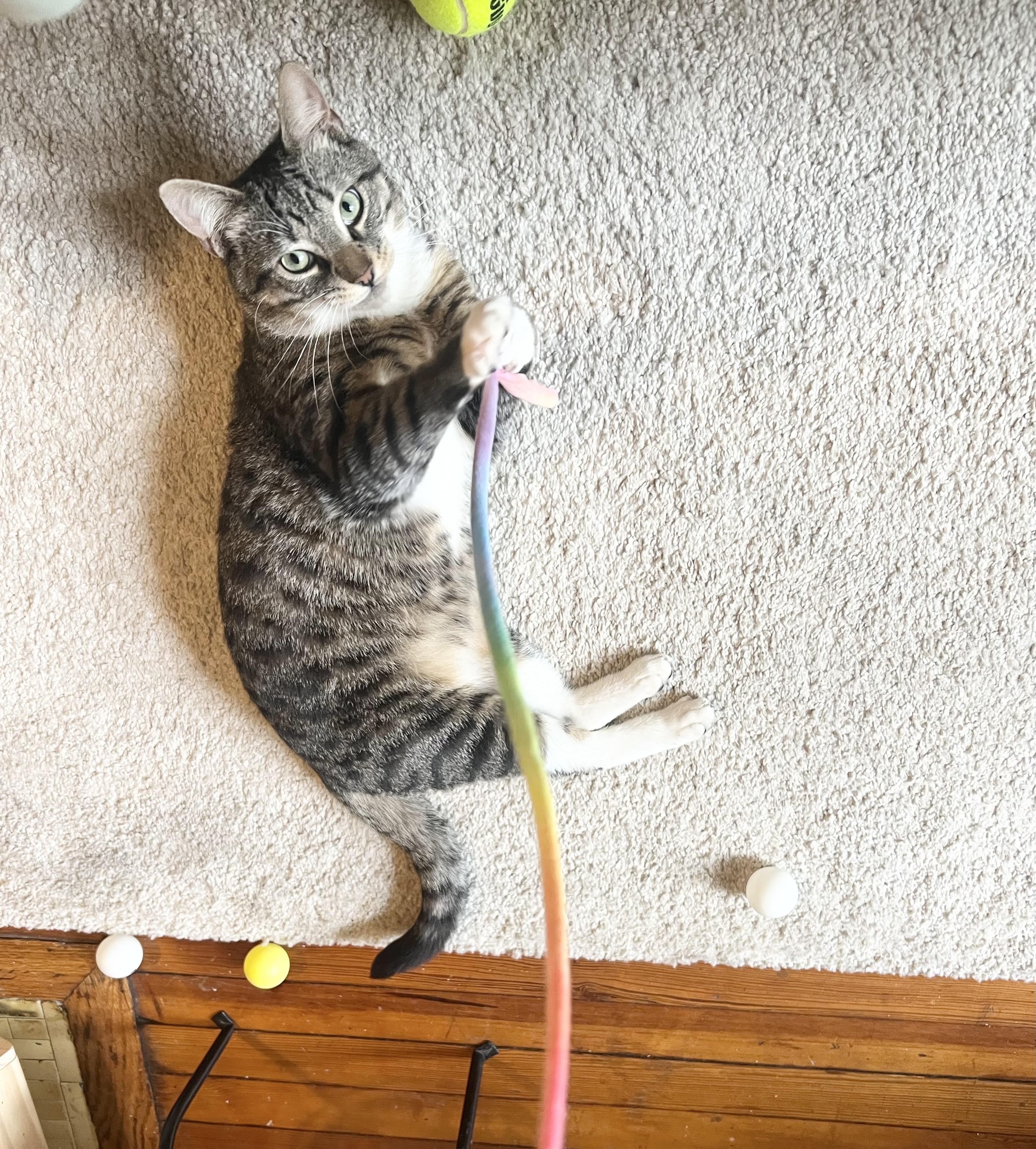 Tucker, a Adoptable Tabby in New York, NY image 3/6