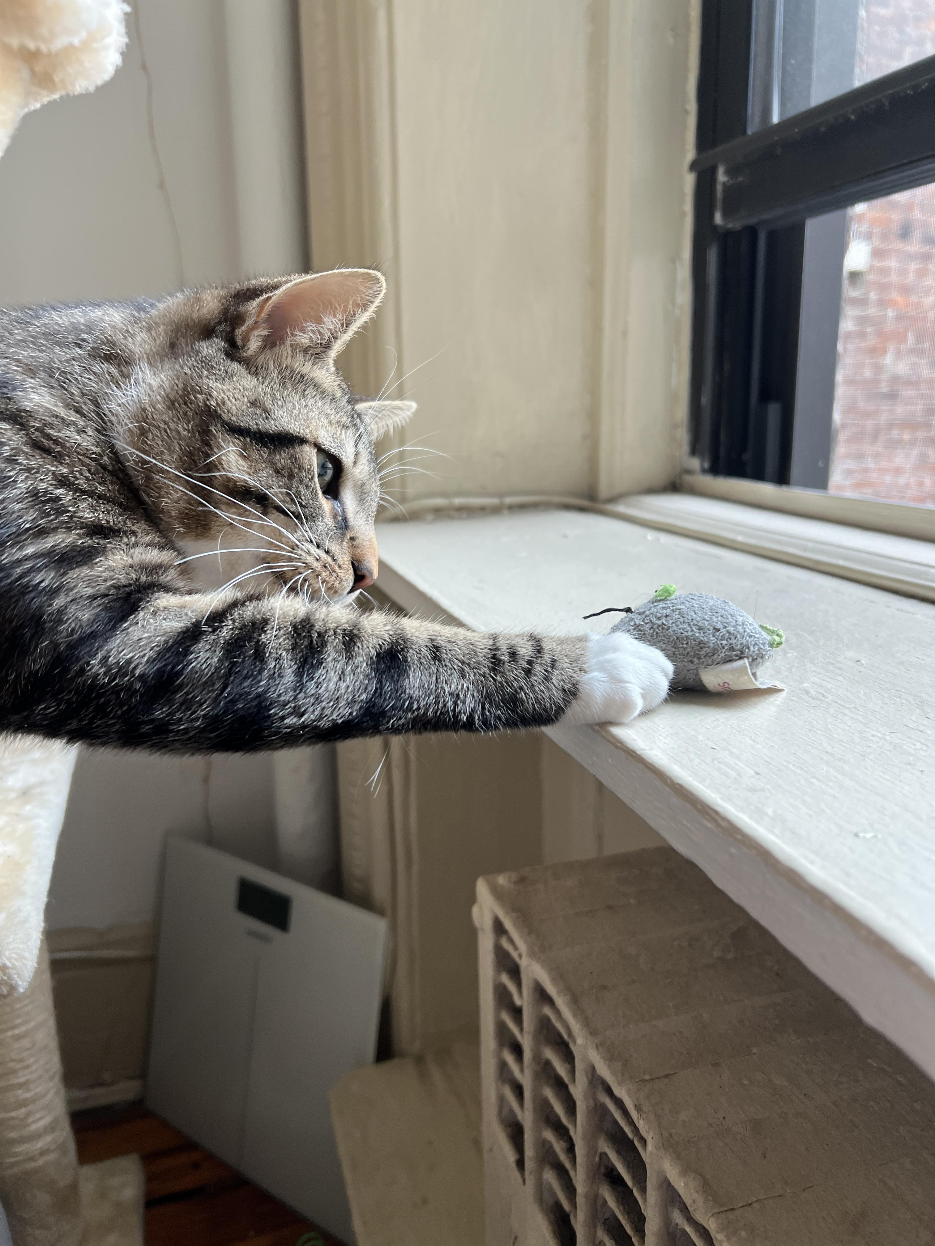 Tucker, a Adoptable Tabby in New York, NY image 4/6