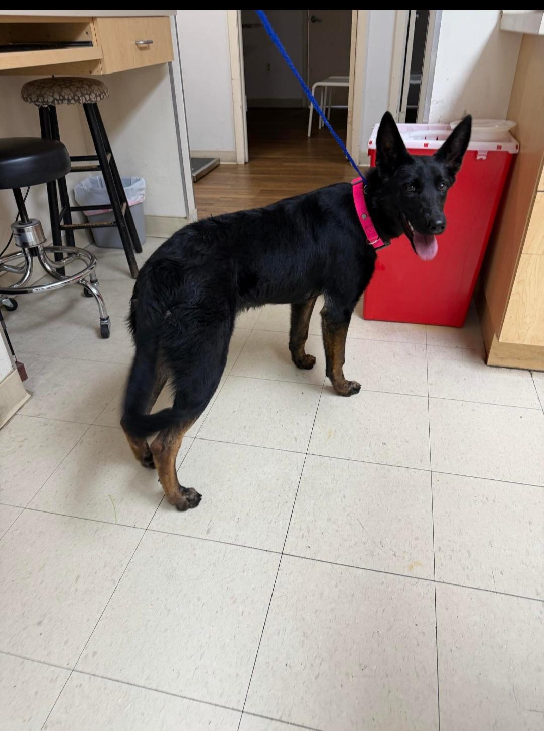 Enlarge Winnie , a ADOPTABLE mixed breed in Miami, FL image 2/2