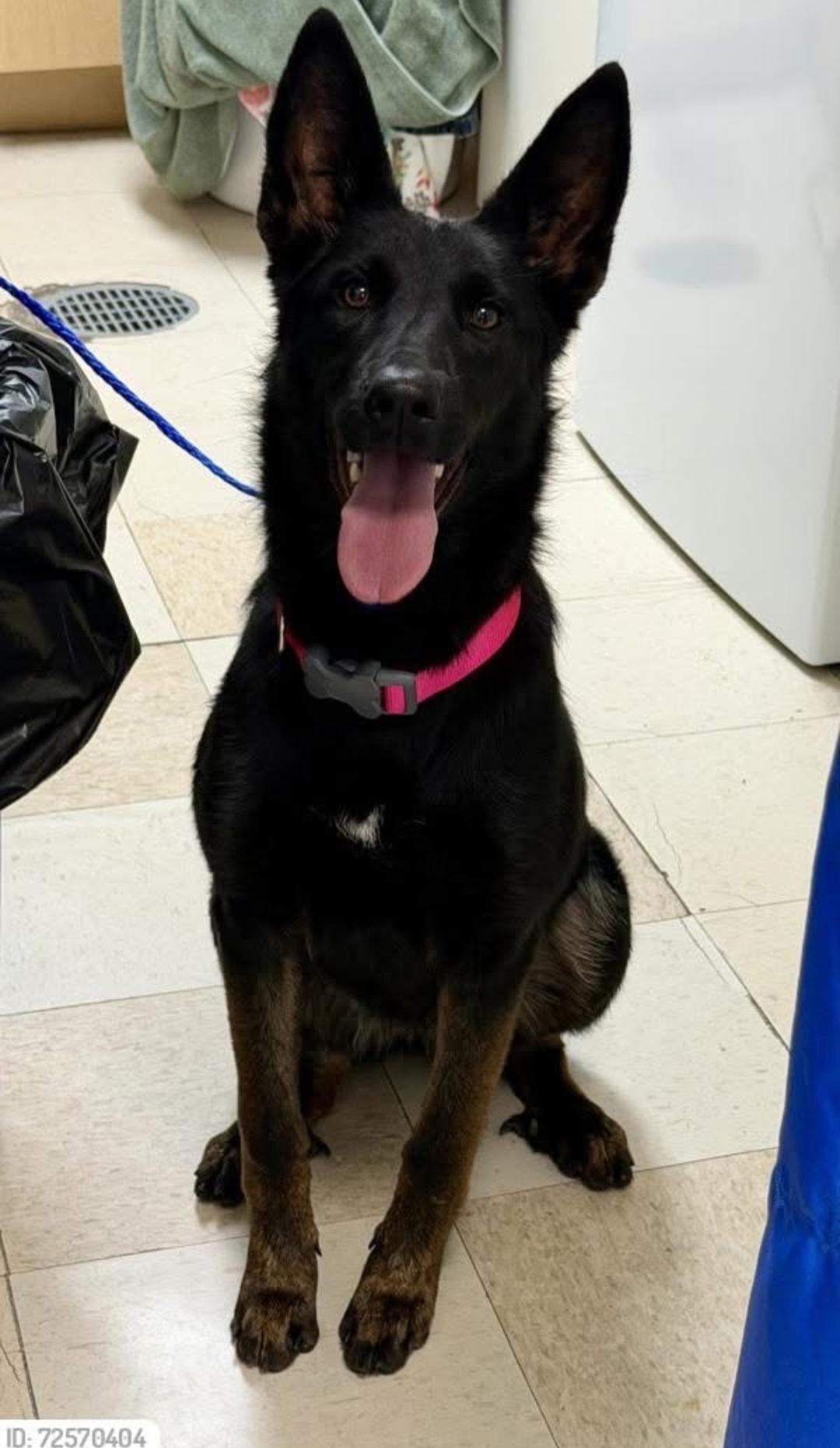 Enlarge Winnie , a ADOPTABLE mixed breed in Miami, FL image 1/2