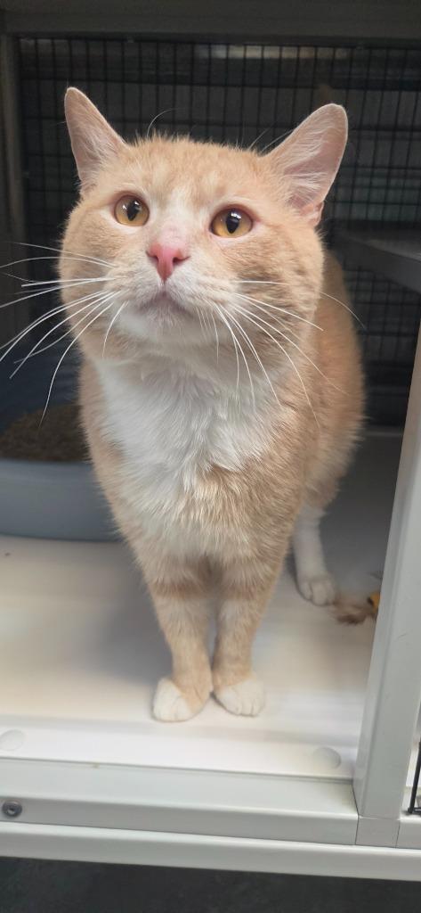 Churro, Adoptable, Adult Male Domestic Medium Hair.