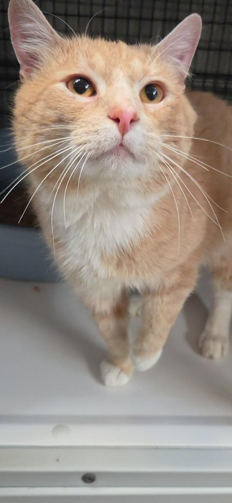 Churro, Adoptable, Adult Male Domestic Medium Hair.