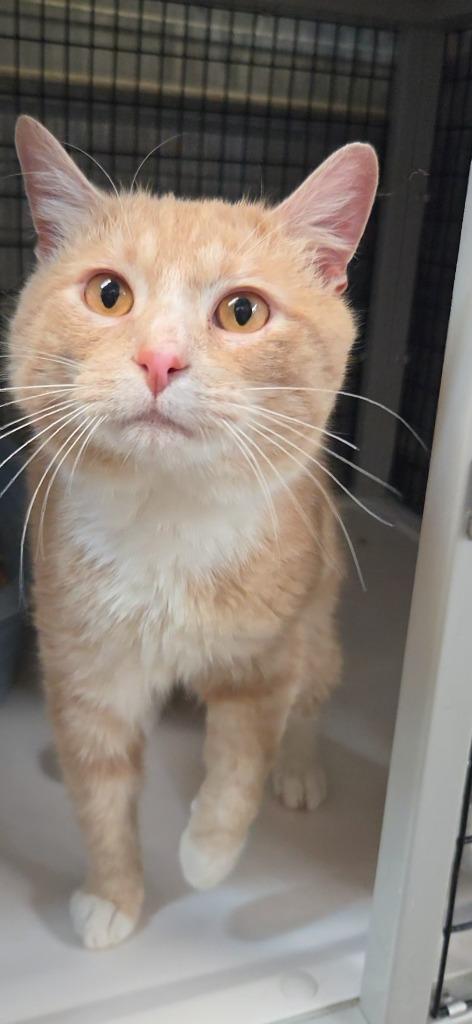 Enlarge Churro, a Adoptable mixed breed in Shelbyville, TN image 2/3