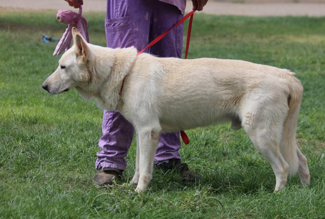 Enlarge LIDWIG, a Adoptable mixed breed in Pearce, AZ image 2/6