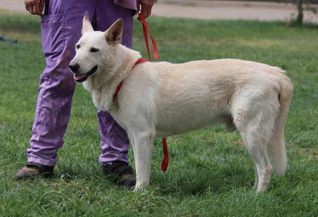 Enlarge LIDWIG, a Adoptable mixed breed in Pearce, AZ image 3/6