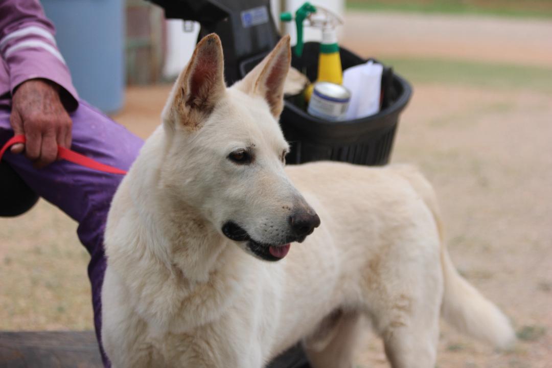LIDWIG, Adoptable, Adult Male White German Shepherd.