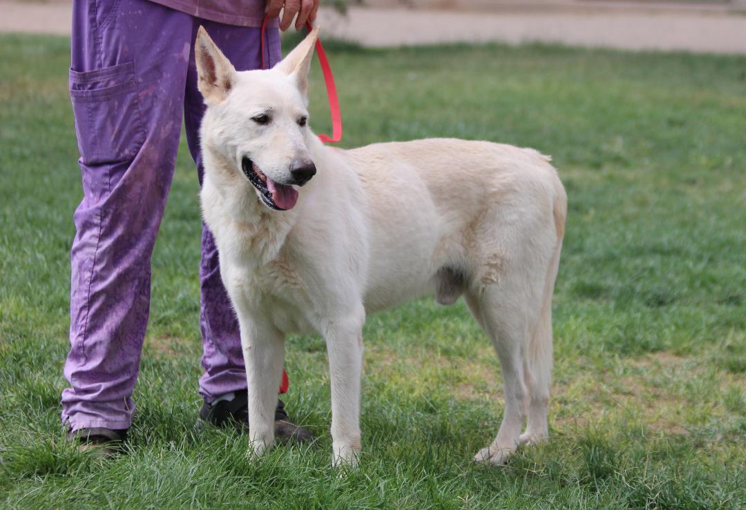 Enlarge LIDWIG, a Adoptable mixed breed in Pearce, AZ image 4/6