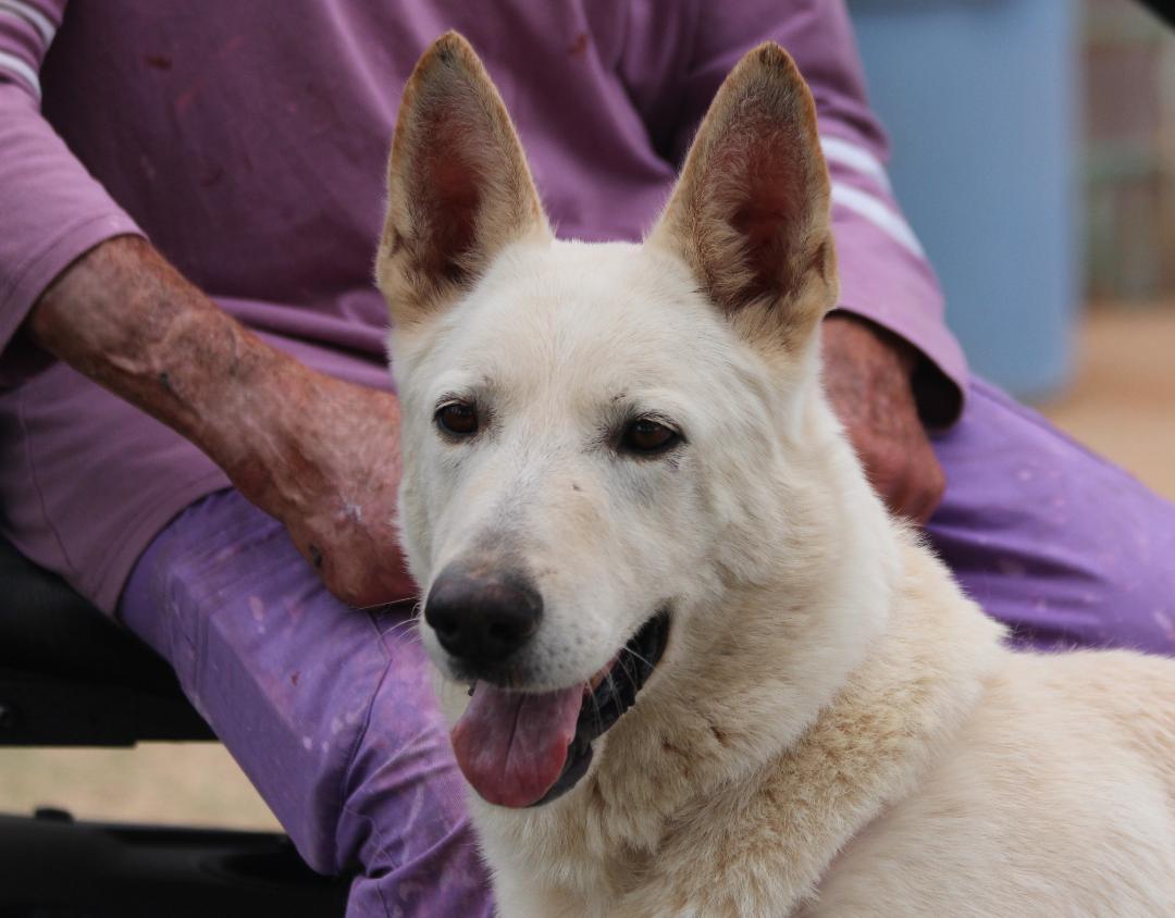 Enlarge LIDWIG, a Adoptable mixed breed in Pearce, AZ image 5/6
