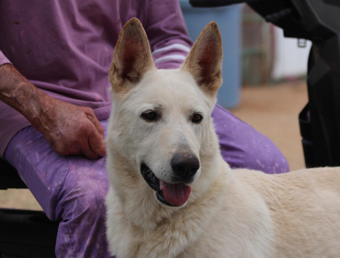 Enlarge LIDWIG, a Adoptable mixed breed in Pearce, AZ image 6/6