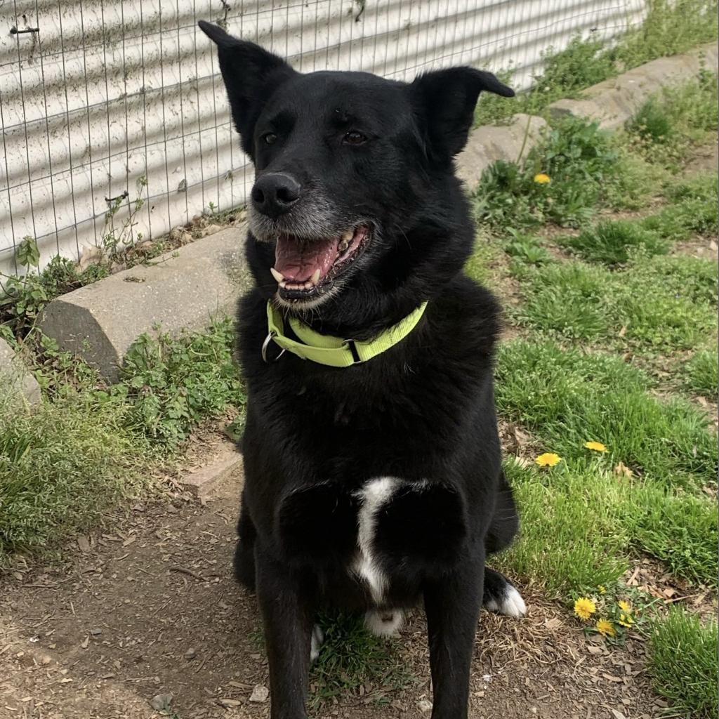 Enlarge Tux, a Adoptable Belgian Shepherd / Malinois in Camden, DE image 1/1