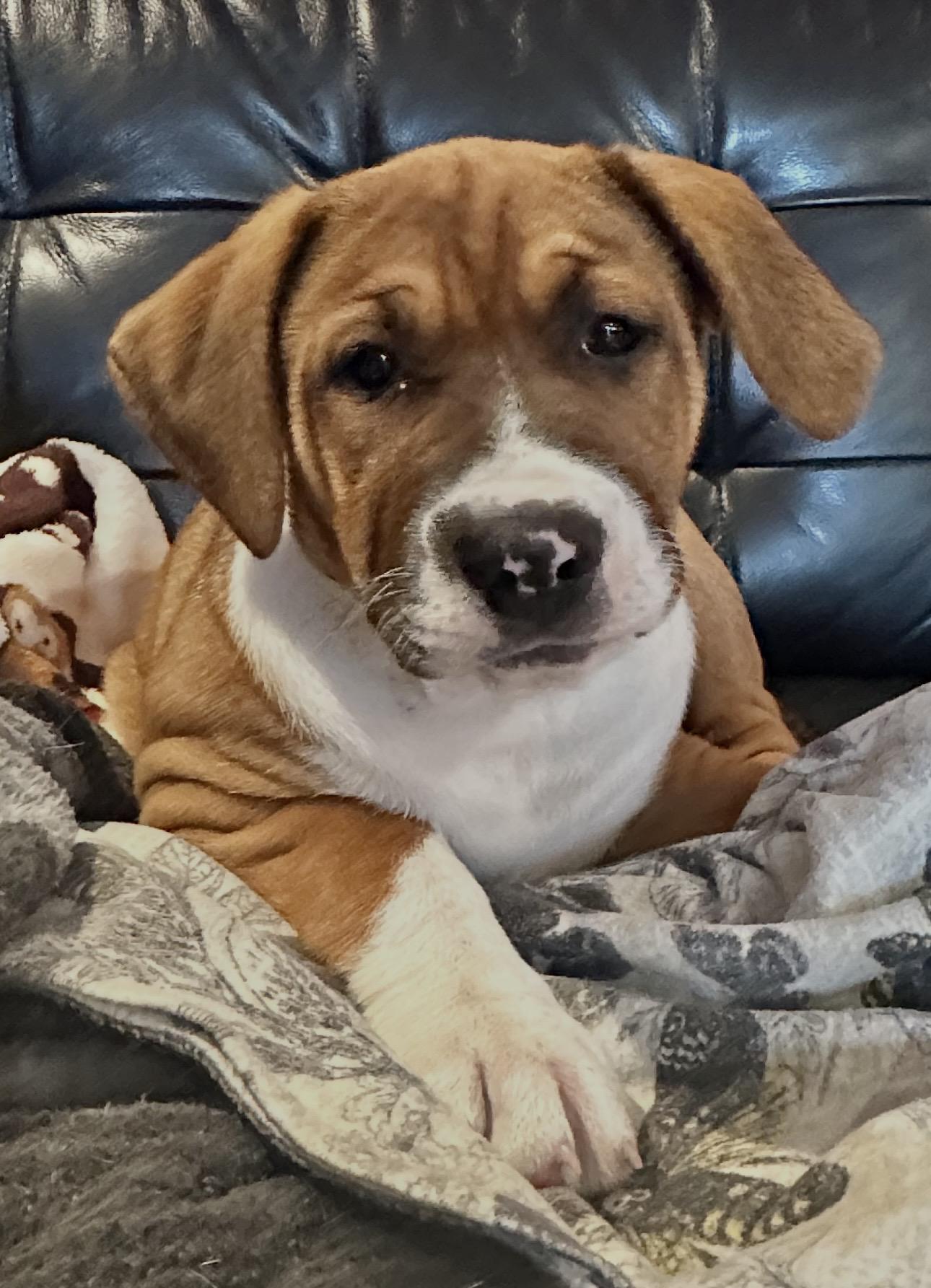 Emmy Lou (Harris), an adopted mixed breed in Beaverton, OR image 1/2