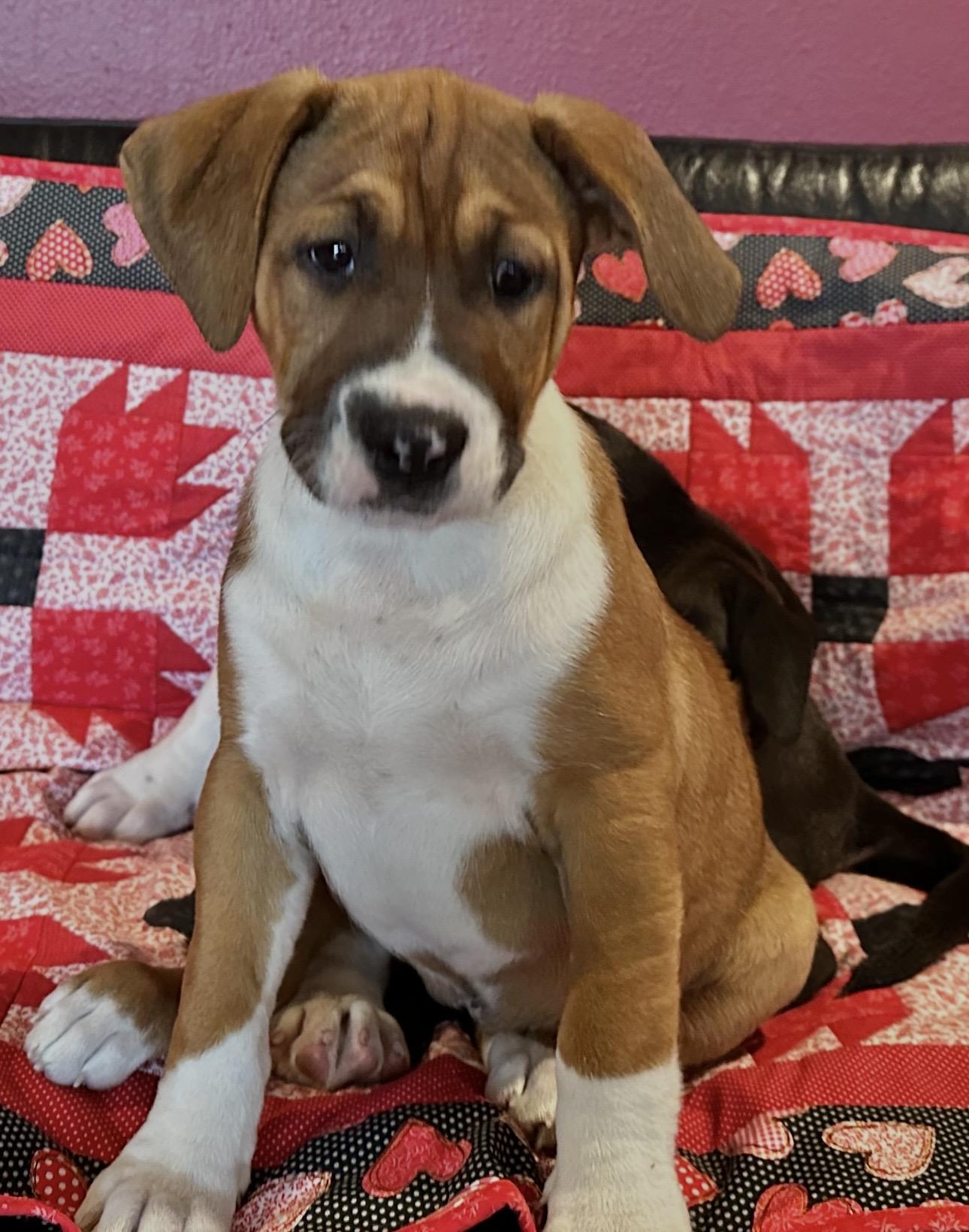 Emmy Lou (Harris), an adopted mixed breed in Beaverton, OR image 2/2