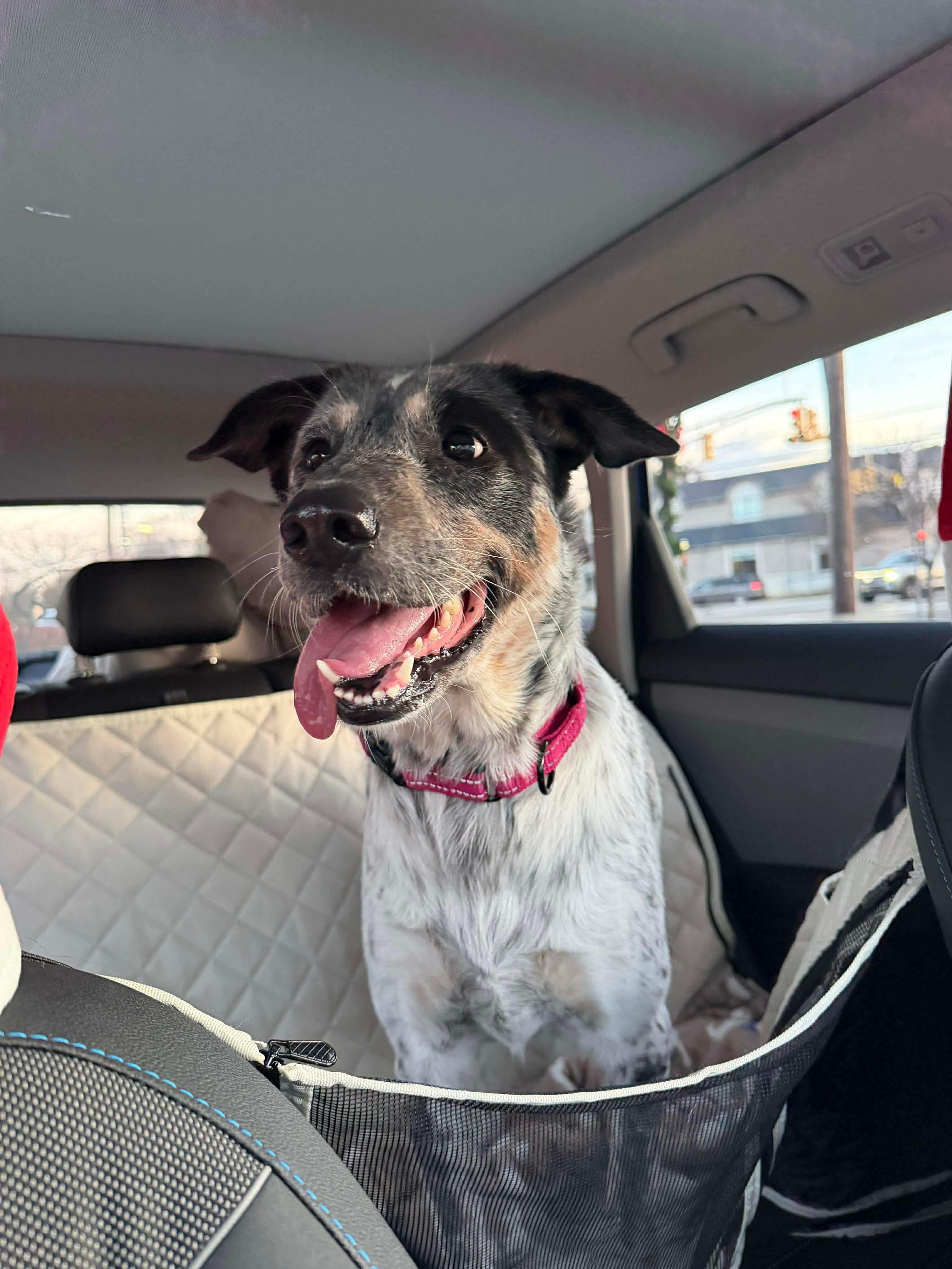 Enlarge Riley (Foster or adopter needed!), a Adoptable mixed breed in Westwood, NJ image 5/6