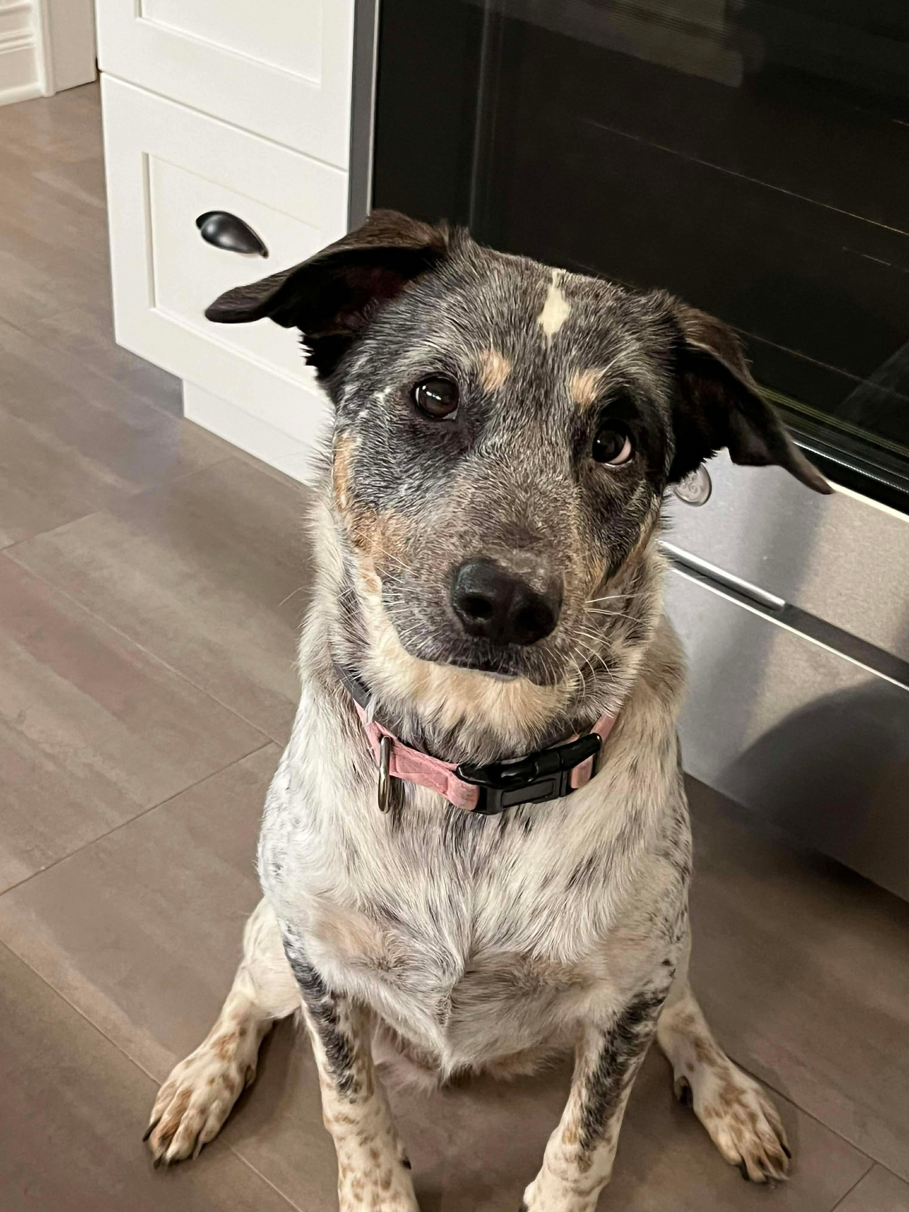 Enlarge Riley (Foster or adopter needed!), a Adoptable mixed breed in Westwood, NJ image 6/6