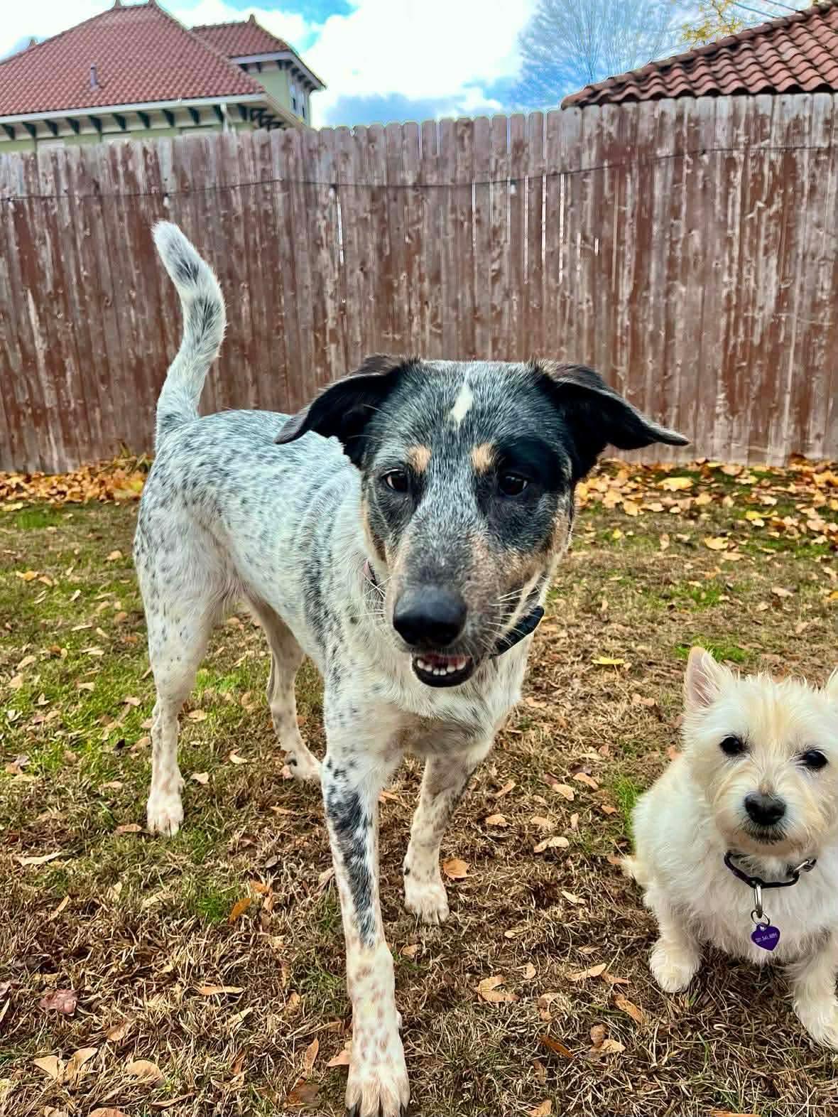 Enlarge Riley (Foster or adopter needed!), a Adoptable mixed breed in Westwood, NJ image 3/6