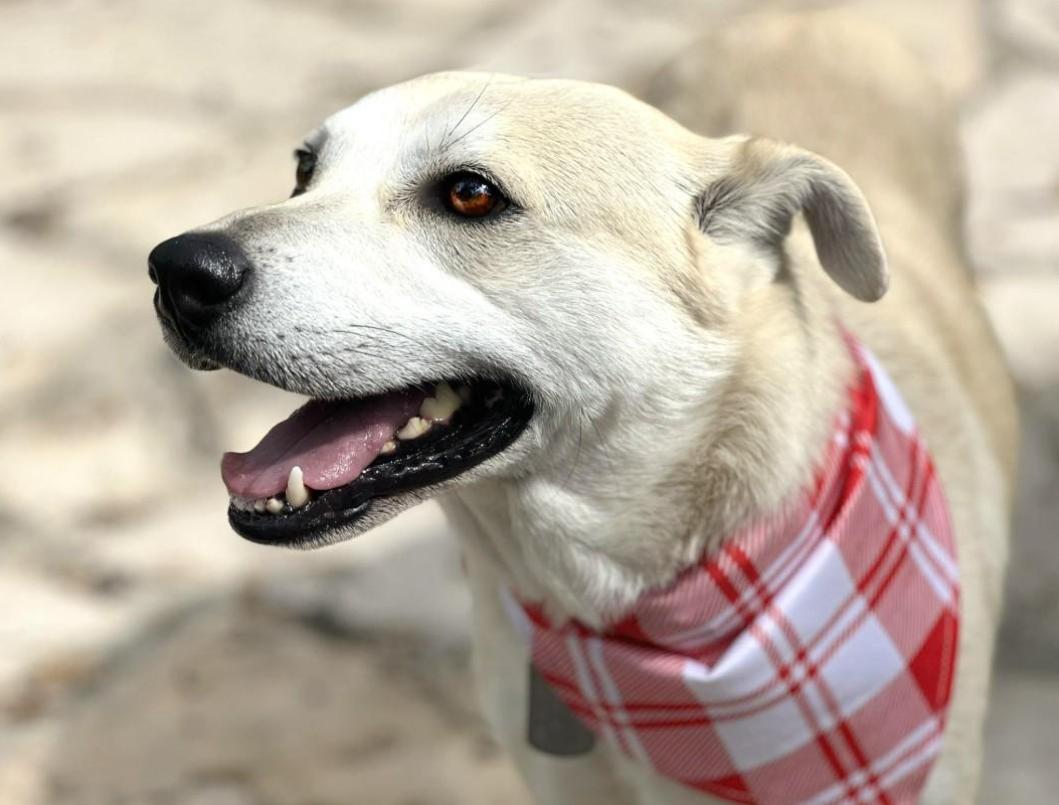 Tito - From wounds to wags! His neck and heart have finally healed! Love him!