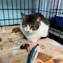 Flirty Felicity (quiet, loving girl)