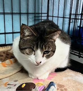 Flirty Felicity (quiet, loving girl) — thumbnail 2