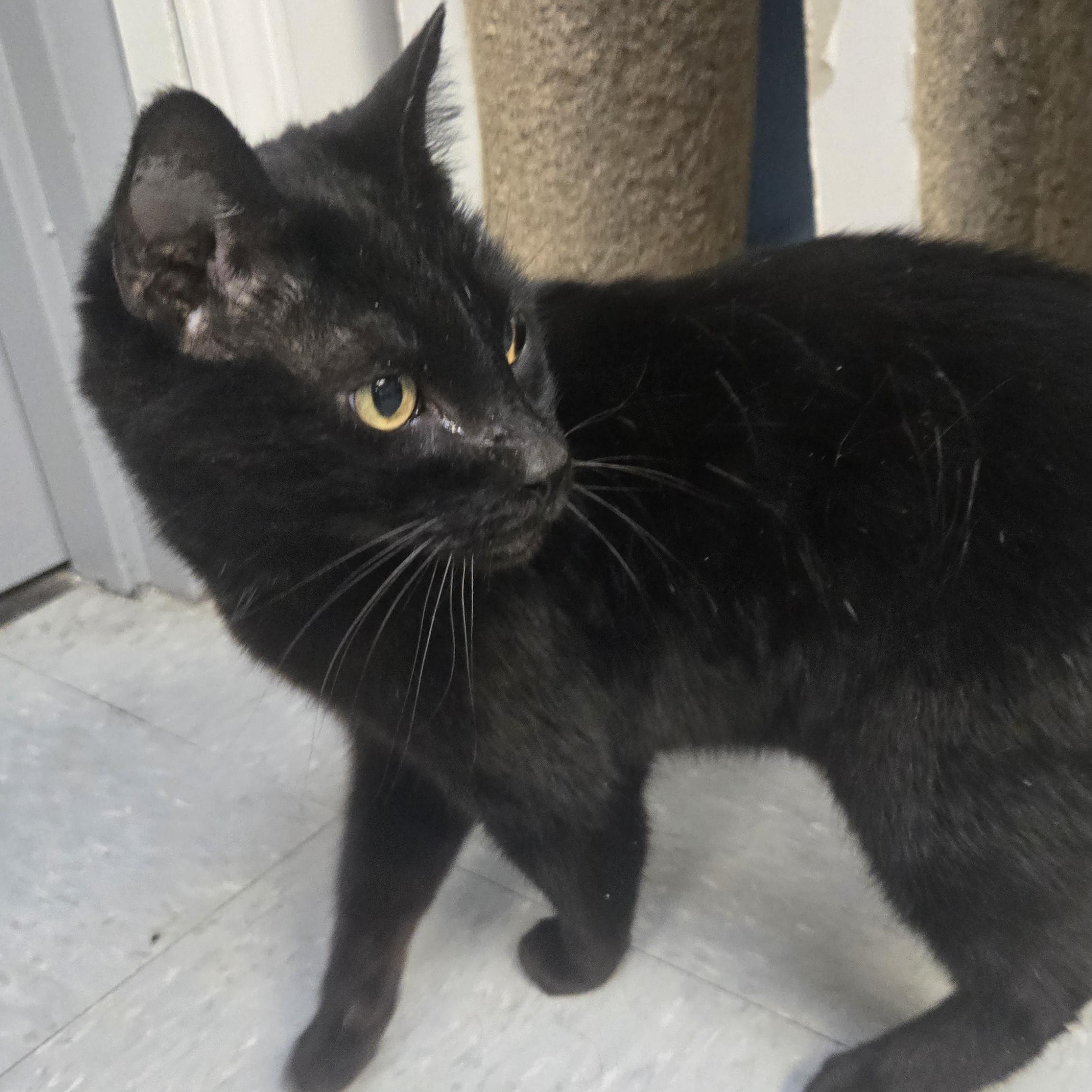 Grinch , ADOPTABLE, Adult Male Domestic Short Hair.