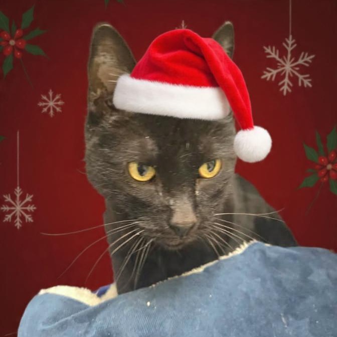 Enlarge Grinch , a ADOPTABLE Domestic Short Hair in Xenia , OH image 2/6
