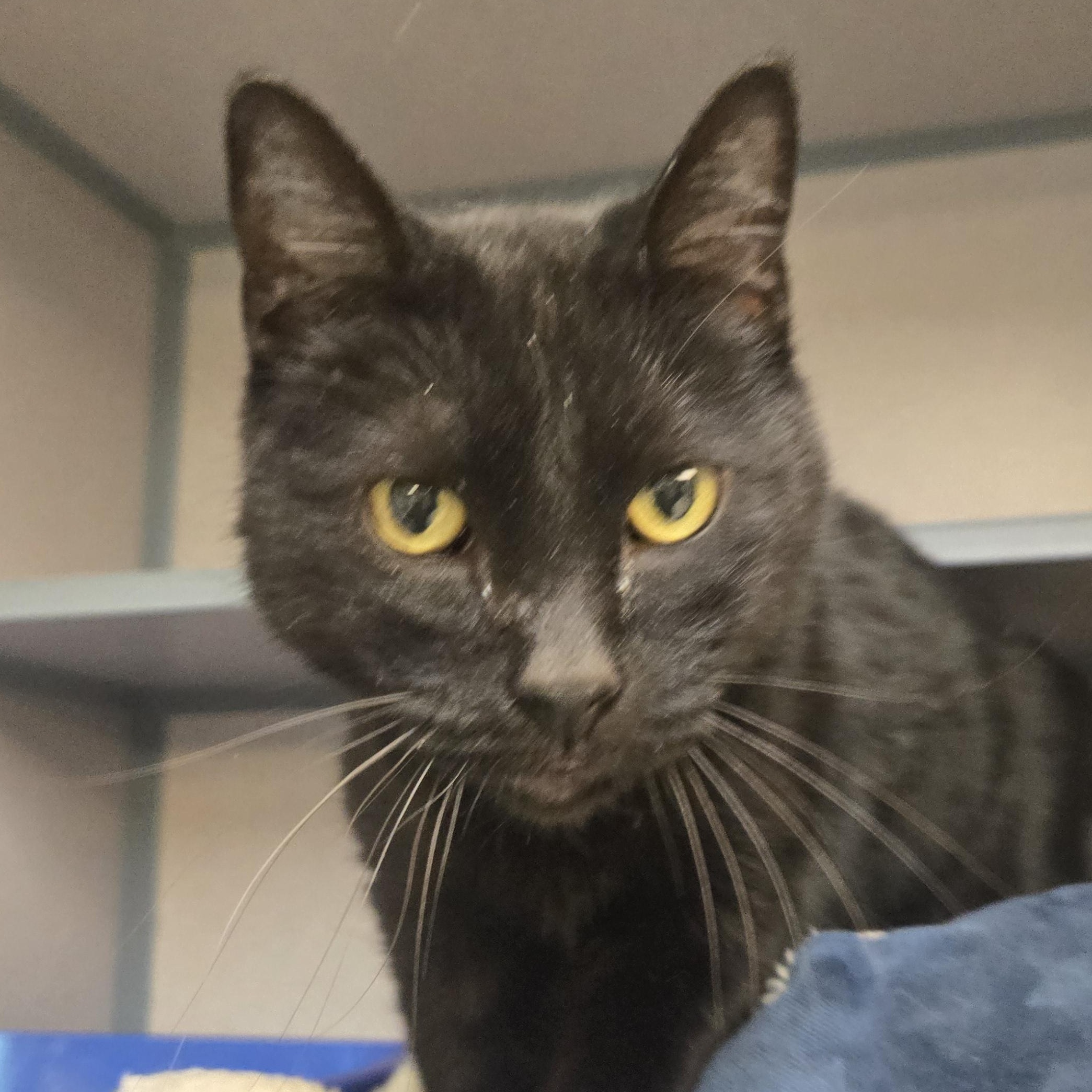 Enlarge Grinch , a ADOPTABLE Domestic Short Hair in Xenia , OH image 5/6