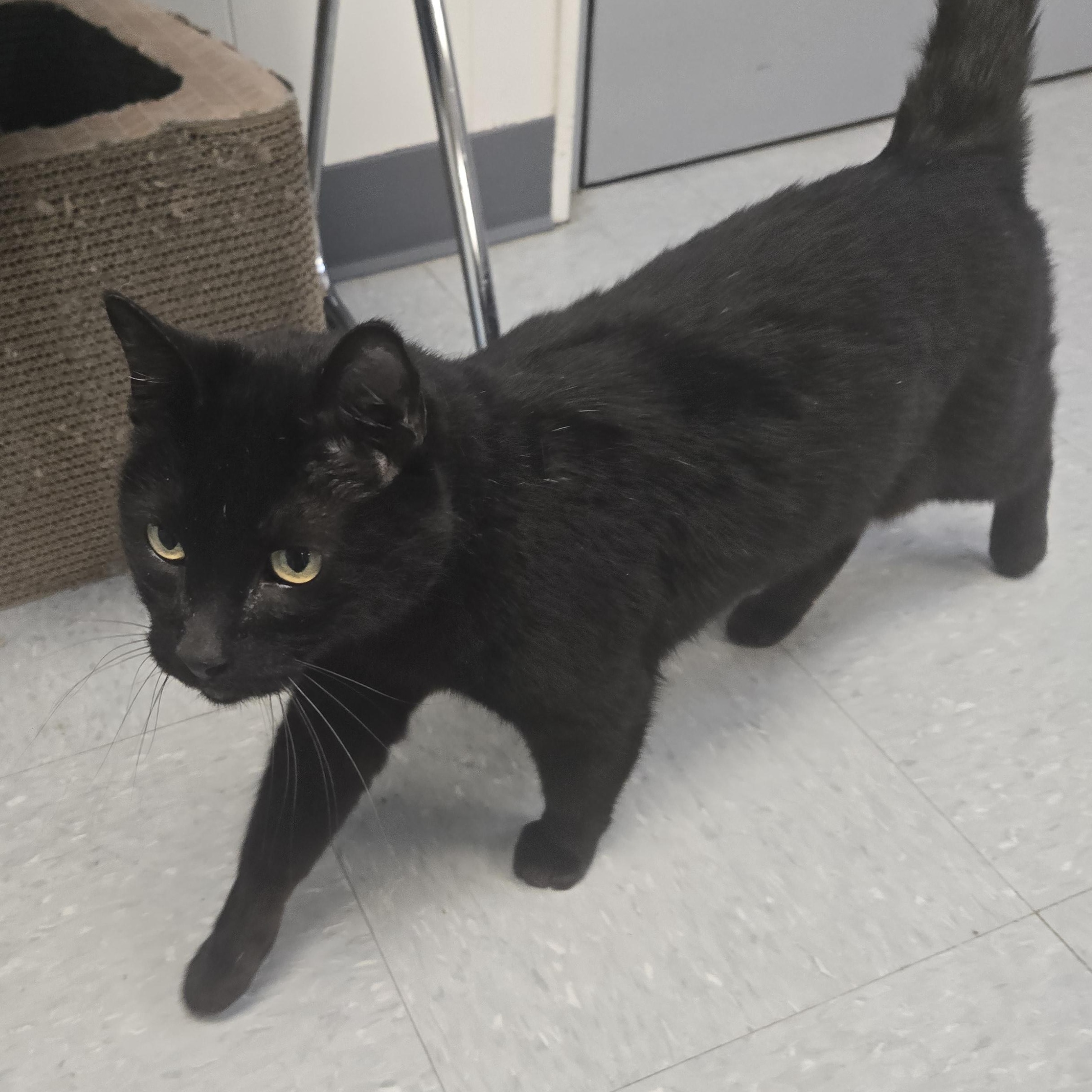 Enlarge Grinch , a ADOPTABLE Domestic Short Hair in Xenia , OH image 6/6