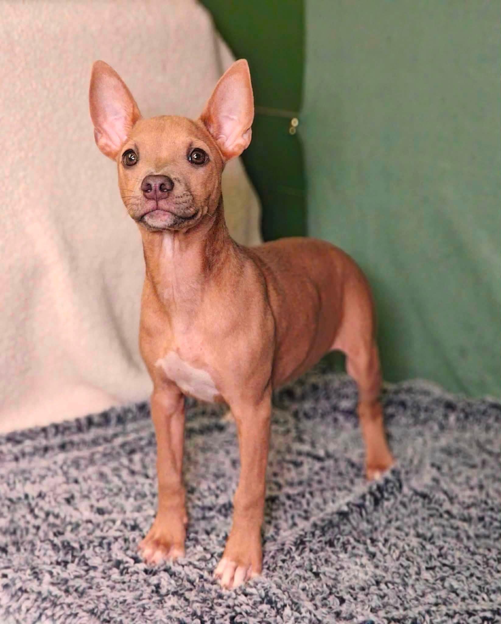 Enlarge Jetson puppy, a Adopted mixed breed in Ossining, NY image 2/2