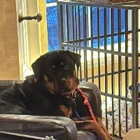 Enlarge Brina, a ADOPTABLE Rottweiler in Phoenix, NY image 2/5