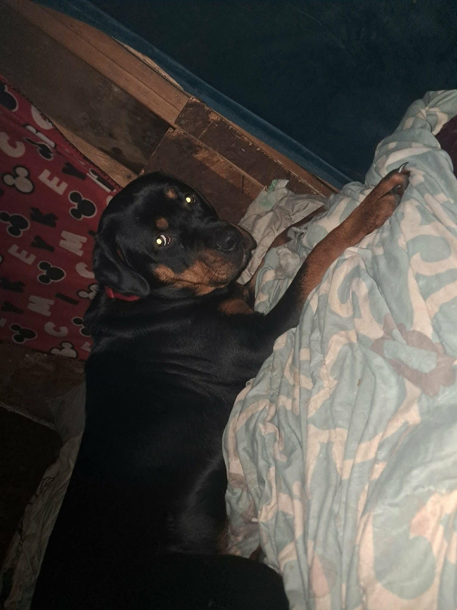 Enlarge Brina, a ADOPTABLE Rottweiler in Phoenix, NY image 2/3