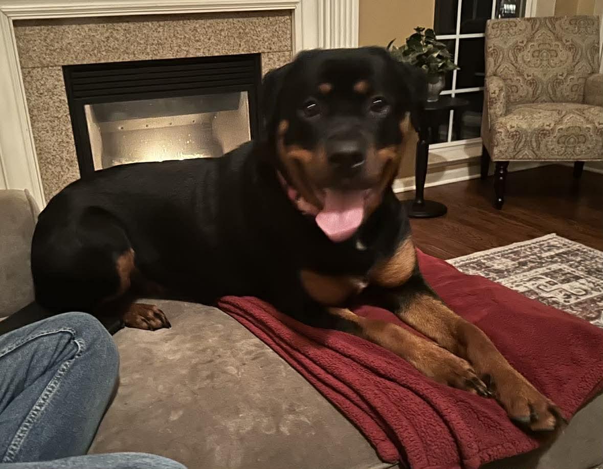 Enlarge Brina, a ADOPTABLE Rottweiler in Phoenix, NY image 1/5