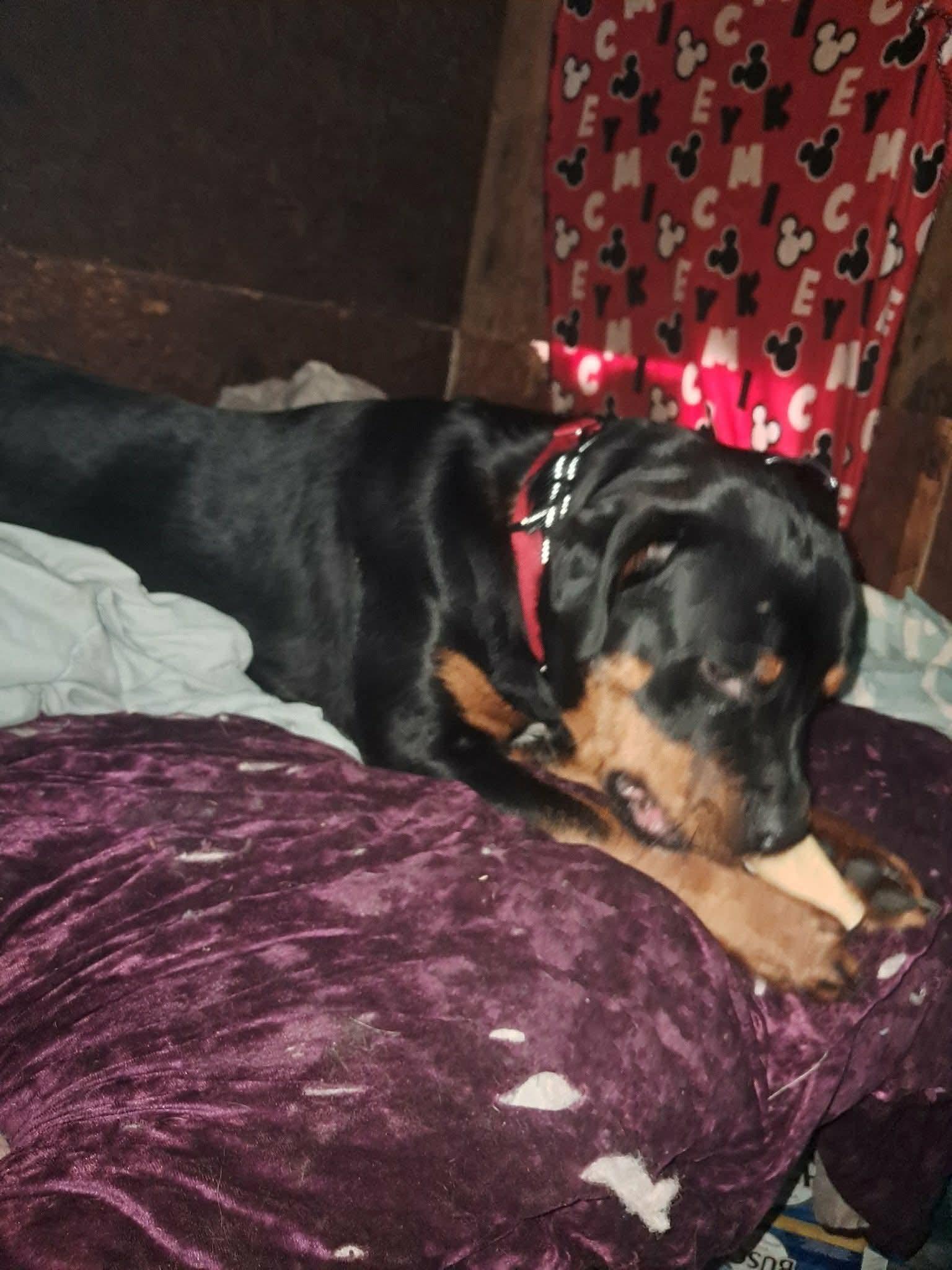 Brina, ADOPTABLE, Adult Female Rottweiler.