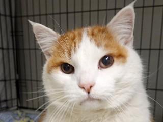 Enlarge Sam (aka Fat Boy), a ADOPTABLE mixed breed in Anaconda, MT image 3/6