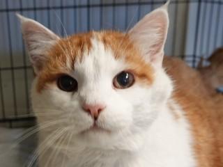 Enlarge Sam (aka Fat Boy), a ADOPTABLE mixed breed in Anaconda, MT image 1/6