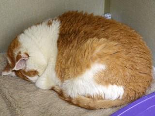 Enlarge Sam (aka Fat Boy), a ADOPTABLE mixed breed in Anaconda, MT image 2/6