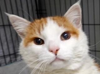 Enlarge Sam (aka Fat Boy), a ADOPTABLE mixed breed in Anaconda, MT image 4/6