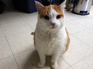 Enlarge Sam (aka Fat Boy), a ADOPTABLE mixed breed in Anaconda, MT image 6/6