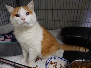 Enlarge Sam (aka Fat Boy), a ADOPTABLE mixed breed in Anaconda, MT image 5/6