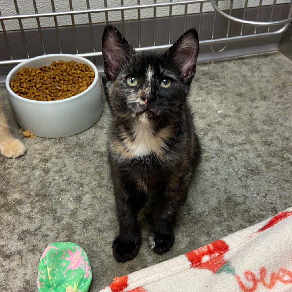 Pawley, Adoptable, Young Female Domestic Medium Hair.