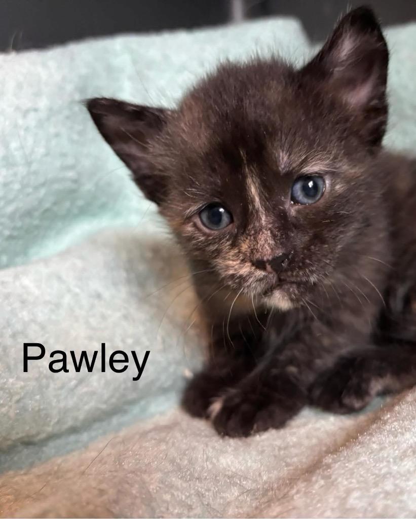 Enlarge Pawley, a Adoptable mixed breed in Clinton, SC image 3/6