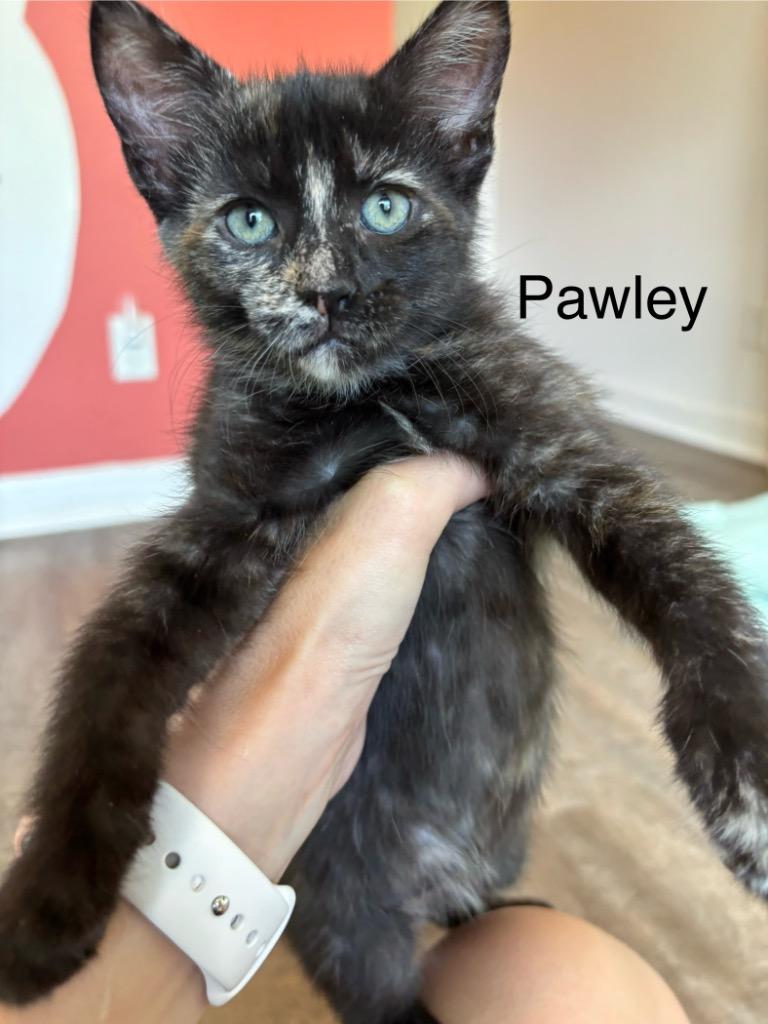 Enlarge Pawley, a Adoptable mixed breed in Clinton, SC image 4/6