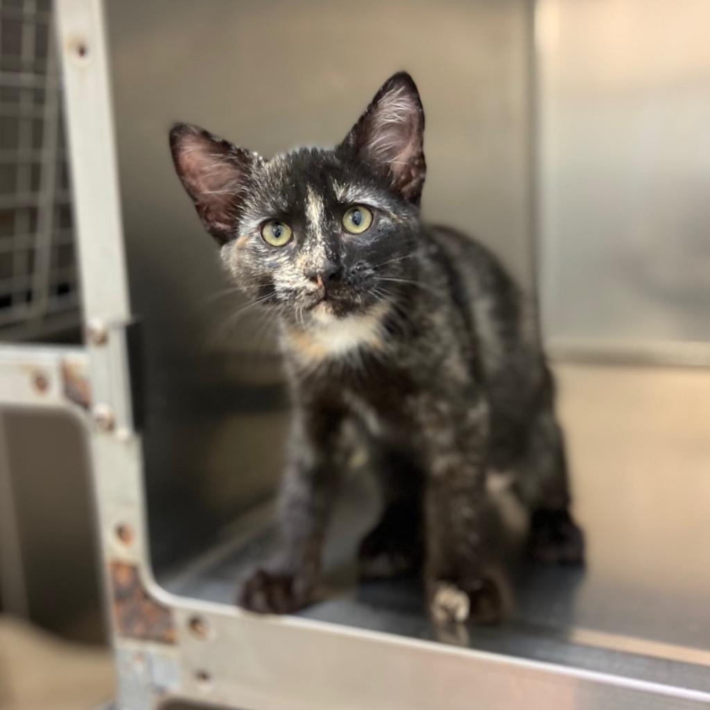 Enlarge Pawley, a Adoptable mixed breed in Clinton, SC image 5/6