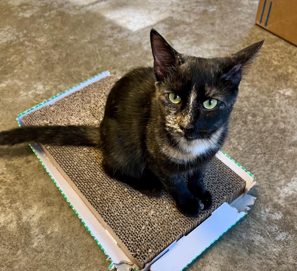 Enlarge Pawley, a Adoptable mixed breed in Clinton, SC image 6/6