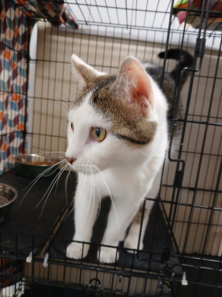 Lasso, Adoptable, Kitten Male Domestic Short Hair.