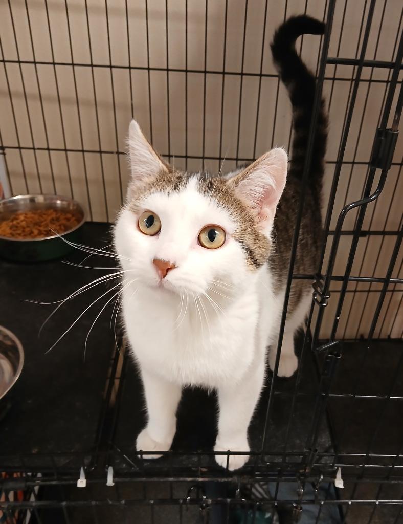 Enlarge Lasso, a Adoptable mixed breed in Ladysmith, WI image 2/2