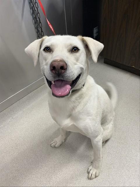 Enlarge DENALI, a Adoptable mixed breed in Fairbanks, AK image 1/1