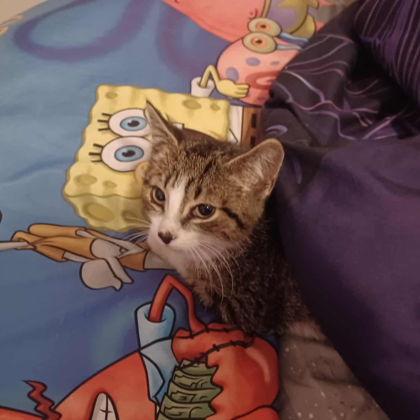 Gary, (m) 4mths old Tabby &white, a Adoptable Domestic Short Hair in Ottawa, ON image 2/6