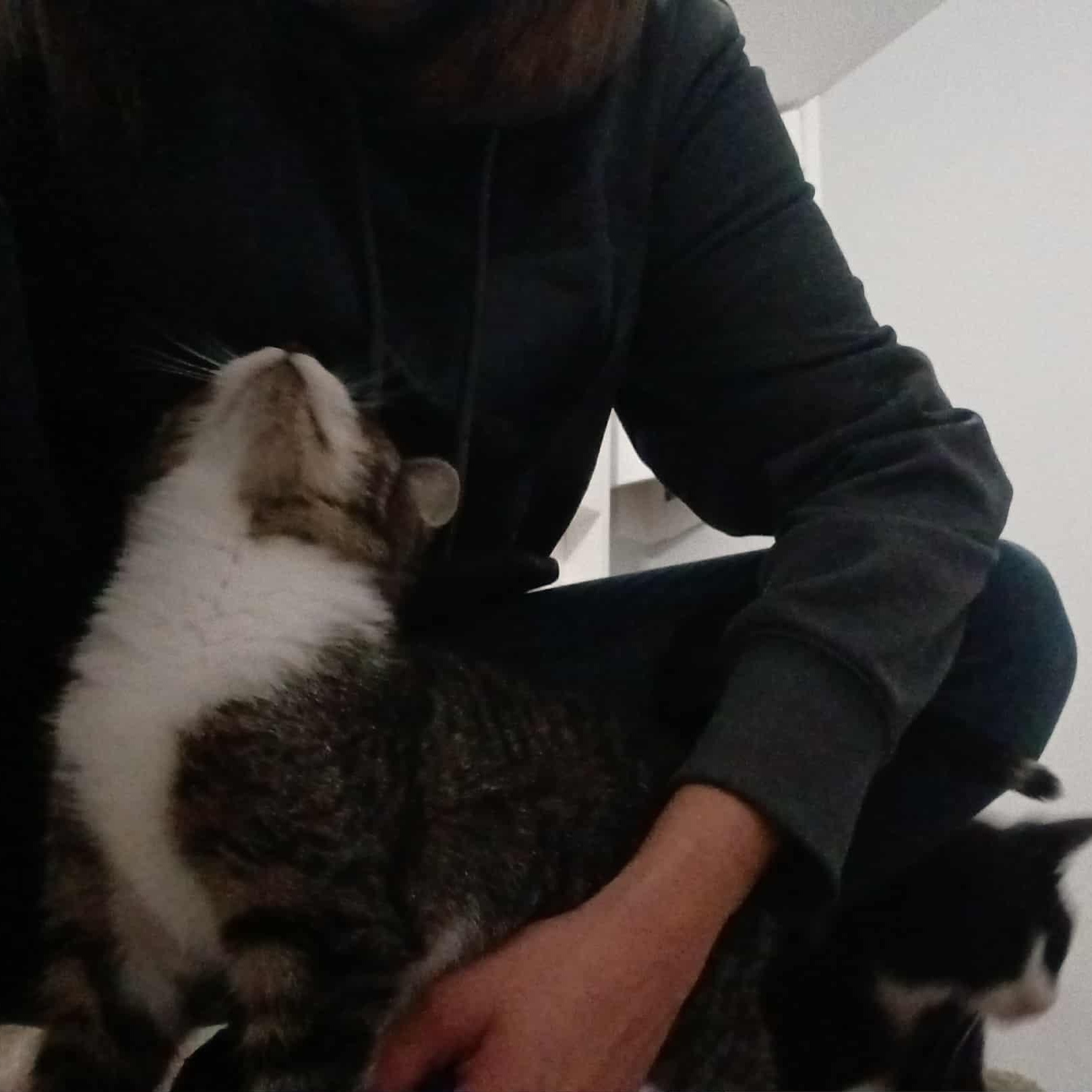 Gary, (m) 4mths old Tabby &white, a Adoptable Domestic Short Hair in Ottawa, ON image 6/6